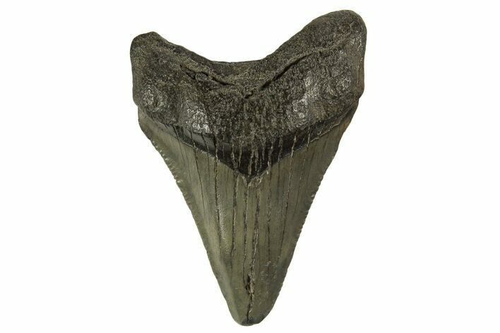 Serrated, Juvenile Megalodon Tooth - South Carolina #332100